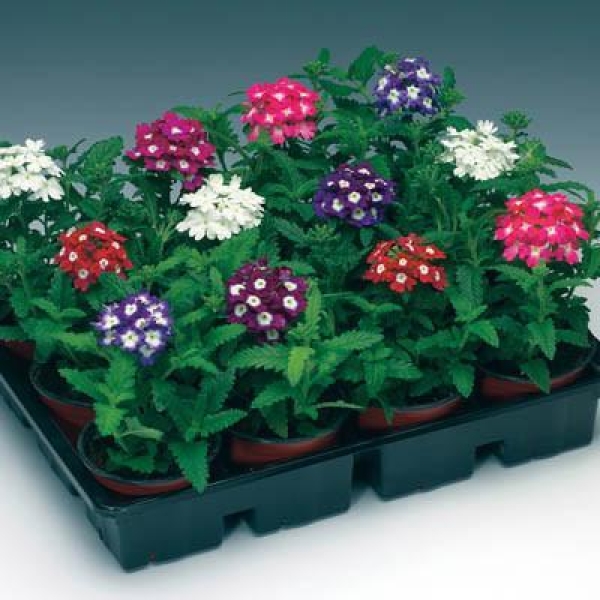 1 Packet Verbena Mixed Flower Seeds - Image 2