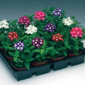 1 Packet Verbena Mixed Flower Seeds