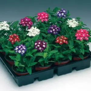 1 Packet Verbena Mixed Flower Seeds