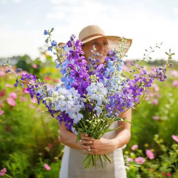 Larkspur Flower Seeds Mixed 20 Plus Seeds - Image 4