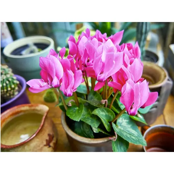 rare Dark Pink Cyclamen Mix Flower Seeds, 5+ In count - Image 2