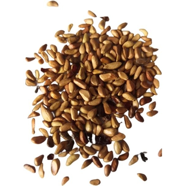Mixed 5 Types Of Rose Seeds Total 10 Seeds - Image 2