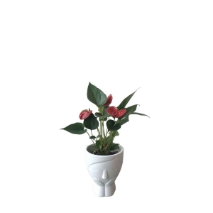 5 inch Elegant ceramic Face Planter Perfect For Desktops , Windowsills Or Coffee Tables
