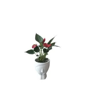 5 inch Elegant ceramic Face Planter Perfect For Desktops , Windowsills Or Coffee Tables