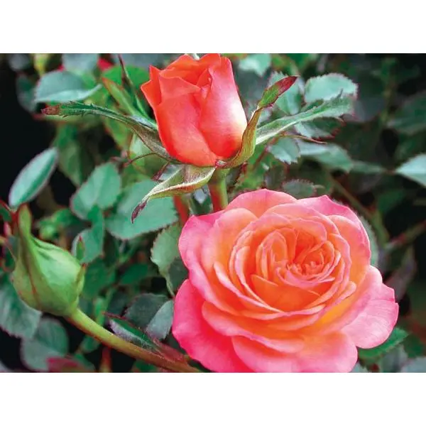 5 Seeds Of Sabhu Pink Rose Seeds With Golden Bu. Packing - Seeds | - Image 2