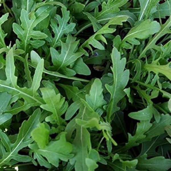 Omaxe Seeds Rocket Seeds /Arugula/Rucola Leaves Herb Herb Seeds Kitchen Garden Packet - Image 3