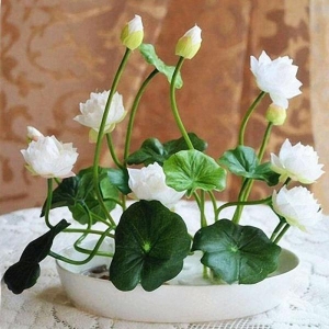 10+ Seeds Of Mix Lotus Seeds - Indoor Rare Bonsai Lotus Flower Seeds