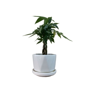 5 Inch Cute Ceramic Pot For succulents