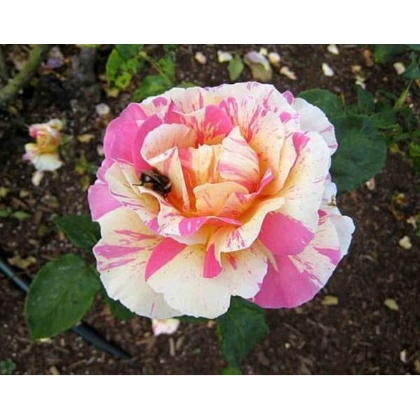 5 Seeds Of Namuna White Pink Rose Seeds With Golden Bu. Packing - Image 3