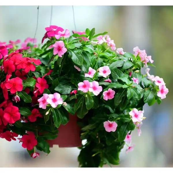Pack Of Vinca Flower Seeds Mixed 20+ Loose Packed Seed - Image 2