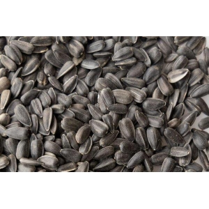 Bonsai Hybrid Sunflower Miniature Seeds 1 Packet Loose See 20 Plus