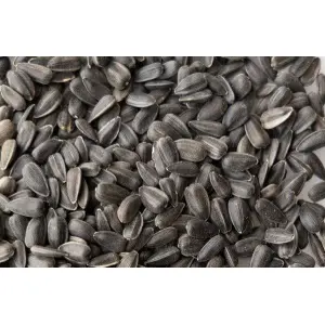Bonsai Hybrid Sunflower Miniature Seeds 1 Packet Loose See 20 Plus