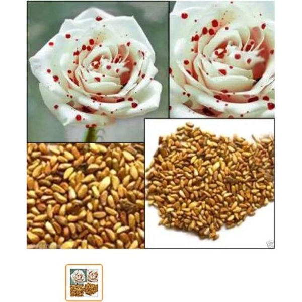 Mixed 5 Types Of Rose Seeds Total 10 Seeds - Image 5