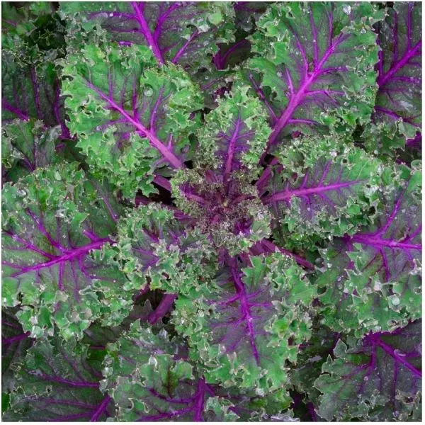 Vegetable Seed - 1 Packet KALE RED RUSSIAN Omaxe Seeds By Savyata Stores For Kitchen Garden - Image 3