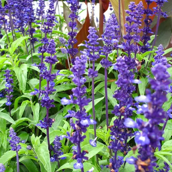20+ Blue Sage (Salvia Farinaceous) Flower Seeds rare Salvia variant - Image 2