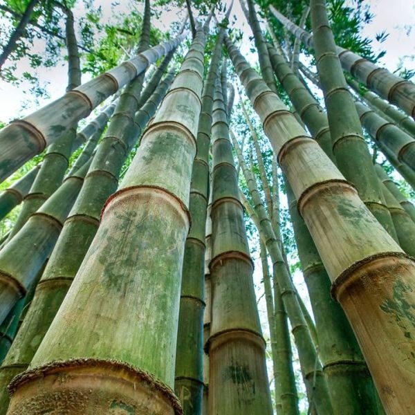 Bamboo Seeds - Big Bamboo 30 Plus Seeds - Image 4