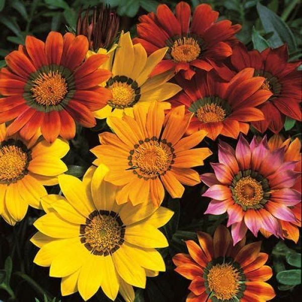Indain Gazania- Mixed Color Flower 20 Seeds For Garden And Balcony -Gazania Sunshine Hybrid Mixed Flower 20 Seeds - Kitchen Garden - Image 3