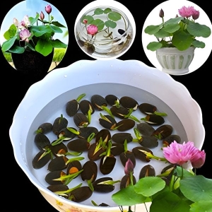 Bonsai Lotus Flower Seeds for Planting 20+ Plant Seeds (4 Types)