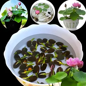 Bonsai Lotus Flower Seeds for Planting 20+ Plant Seeds (4 Types)