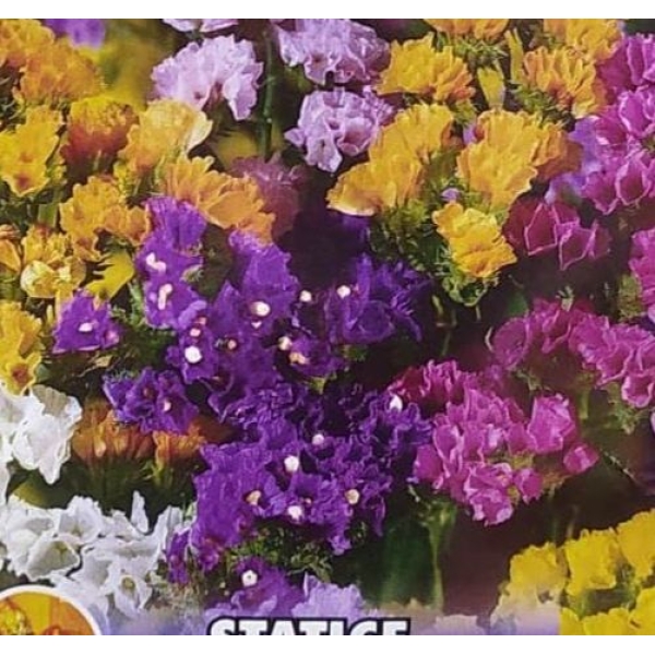 20+ Excellent quality Seed Of Statice Flower Seeds Mixed - Image 2
