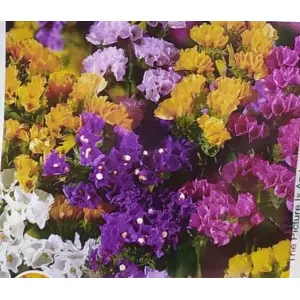 20+ Excellent quality Seed Of Statice Flower Seeds Mixed
