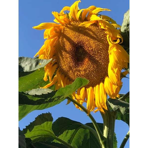 20+ Loose Packed Excellent Quality Selected Dwarf Sunflower Seeds - Image 3