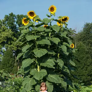 20+ Loose Packed Excellent Quality Selected Dwarf Sunflower Seeds