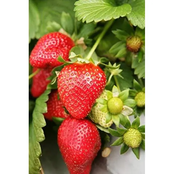 20+ Loose Packed Omaxe Strawberry Hybrid Seeds Alpine Fragaria - Image 3