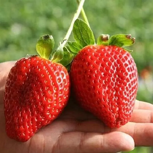20+ Loose Packed Omaxe Strawberry Hybrid Seeds Alpine Fragaria - Image 4