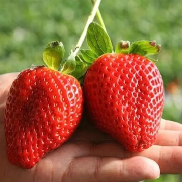 20+ Loose Packed Omaxe Strawberry Hybrid Seeds Alpine Fragaria