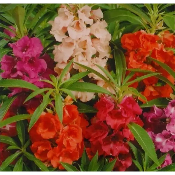 20+ Loose packed Seed Of Balsam Rose, Balsam Gulab Double Mixed - Image 2