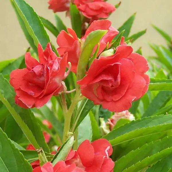 20+ Loose packed Seed Of Balsam Rose, Balsam Gulab Double Mixed - Image 3