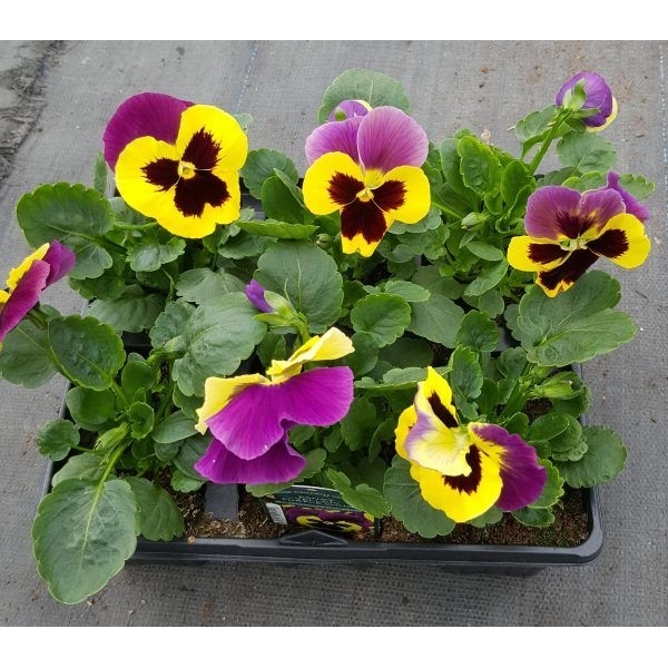20+ Loose Packed Seed Of F1 YELLOW PURPLE WING Pansy - Image 2