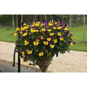 20+ Loose Packed Seed Of F1 YELLOW PURPLE WING Pansy