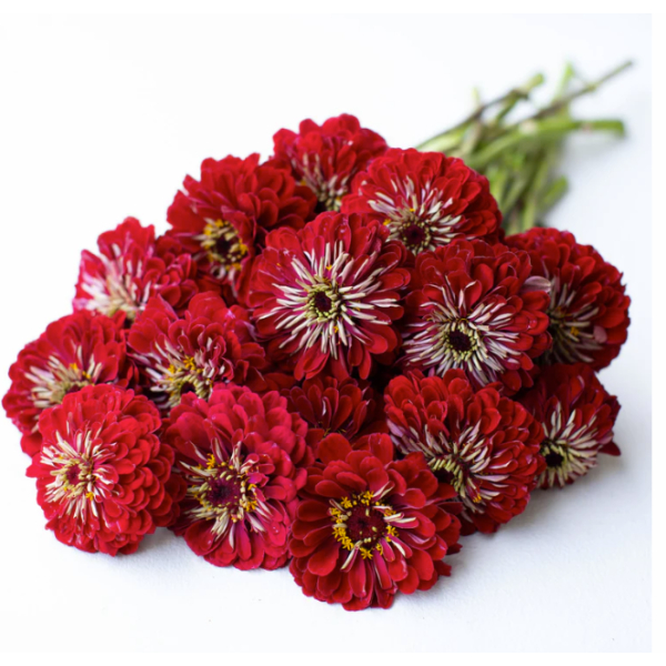 20+ Loose Packed Seed Of Ginni Zinnia Giant Red (Hybrid) Summer Flower Seed - Image 2