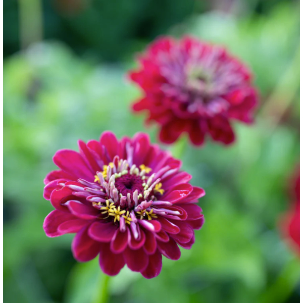 20+ Loose Packed Seed Of Ginni Zinnia Giant Red (Hybrid) Summer Flower Seed - Image 3