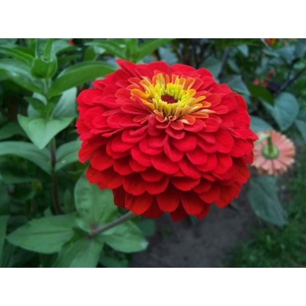 20+ Loose Packed Seed Of Ginni Zinnia Giant Red (Hybrid) Summer Flower Seed - Image 4