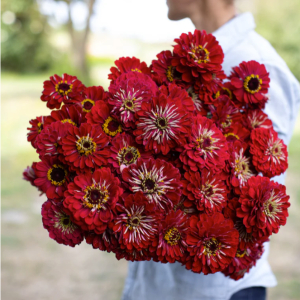 20+ Loose Packed Seed Of Ginni Zinnia Giant Red (Hybrid) Summer Flower Seed