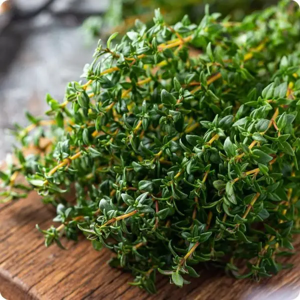 20+ Loose Packed Seed Of Herb Seeds - Thyme Seeds - Image 2