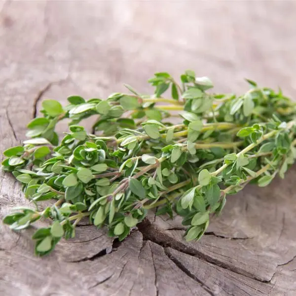 20+ Loose Packed Seed Of Herb Seeds - Thyme Seeds - Image 3