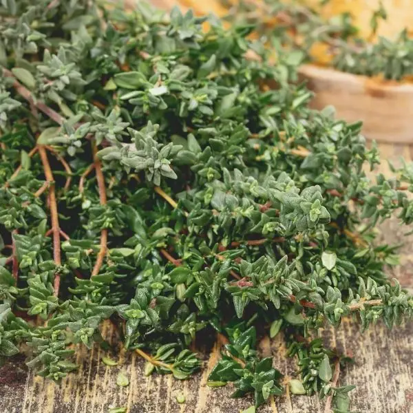 20+ Loose Packed Seed Of Herb Seeds - Thyme Seeds - Image 4