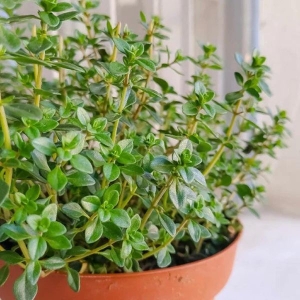 20+ Loose Packed Seed Of Herb Seeds - Thyme Seeds