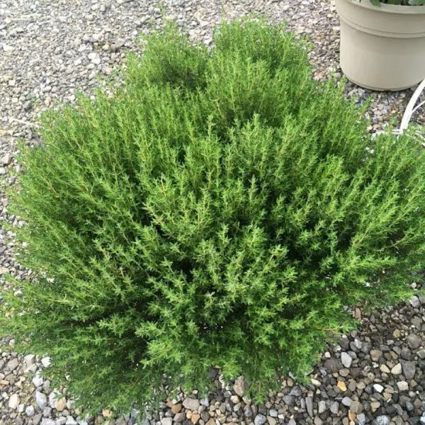 20+ Loose Packed Seed Of Herb Seeds - Thyme Seeds - Image 5