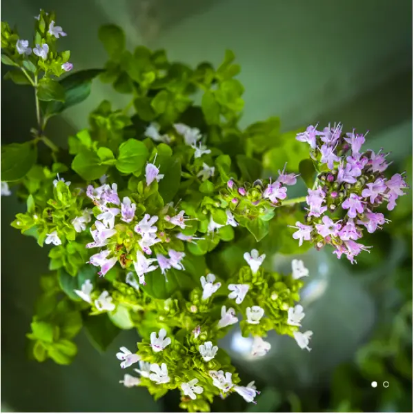 20+ Loose Packed Seed Of Omaxe Oregano Herb Seeds Pack - Image 2
