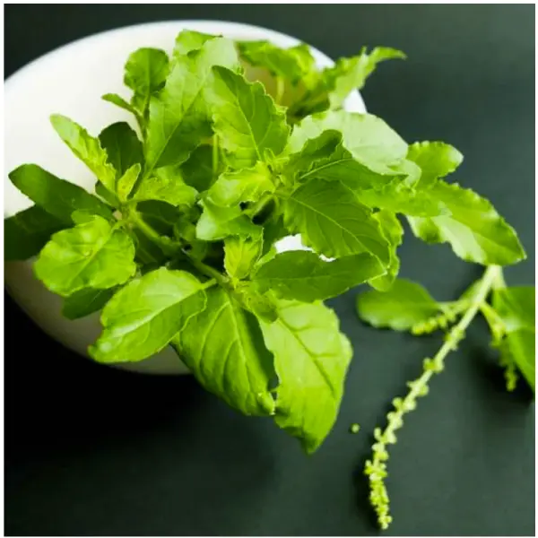 20+ Loose Packed Seed Of Omaxe Oregano Herb Seeds Pack - Image 3