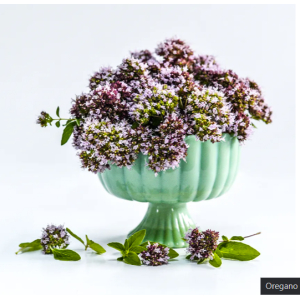 20+ Loose Packed Seed Of Omaxe Oregano Herb Seeds Pack