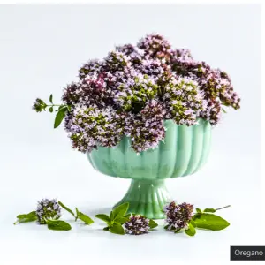 20+ Loose Packed Seed Of Omaxe Oregano Herb Seeds Pack