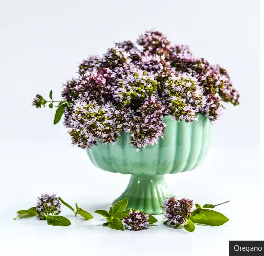 20+ Loose Packed Seed Of Omaxe Oregano Herb Seeds Pack