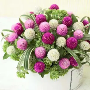 20 Pcs Gomphrena All Colour Blend Flower Seeds- Gomphrena Globosa- Beautiful And Excellent Cut Globe Amaranth Annual Flower