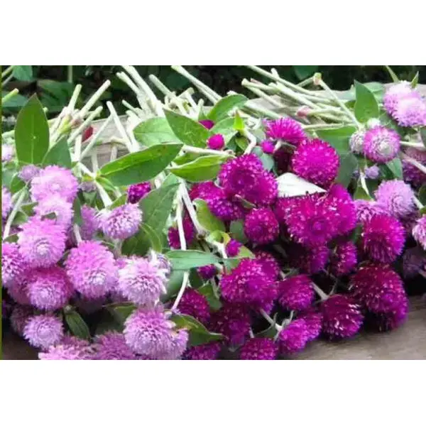 20 Seeds Globe Amaranth Blend Mix Flower Seeds- Colourful Gomphrena Globosa- Beautiful And Excellent Annual Flower - Image 2